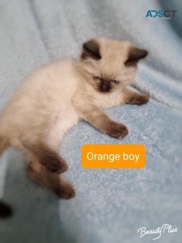 4 Ragdoll kittens for sale