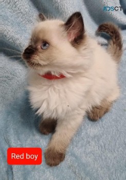 4 Ragdoll kittens for sale