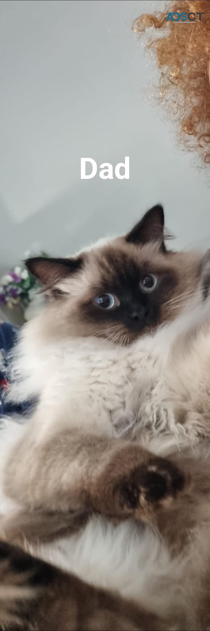 4 Ragdoll kittens for sale