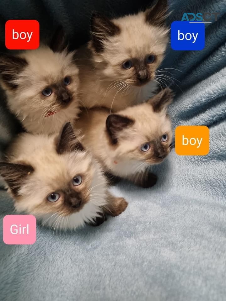 4 Ragdoll kittens for sale