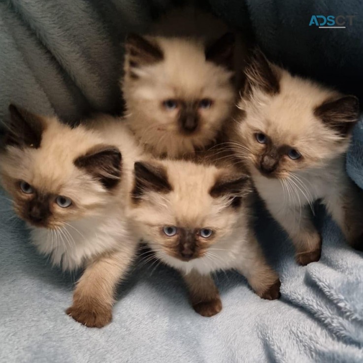 4 Ragdoll kittens for sale