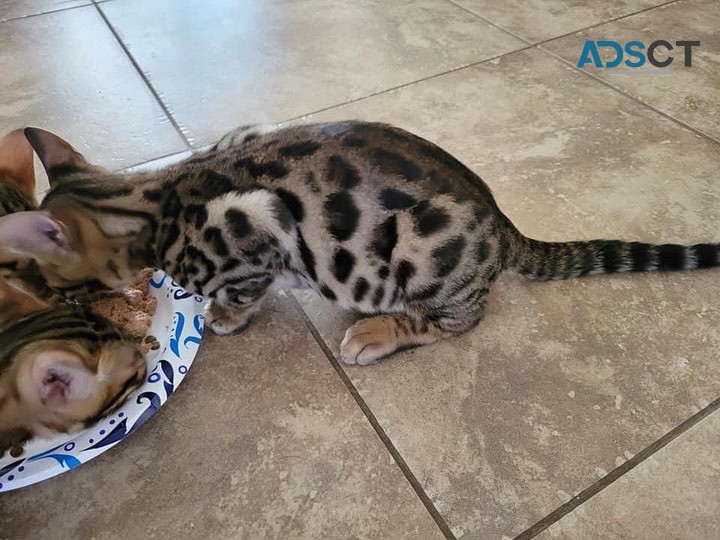 Brown Rosetted Bengal Kitten