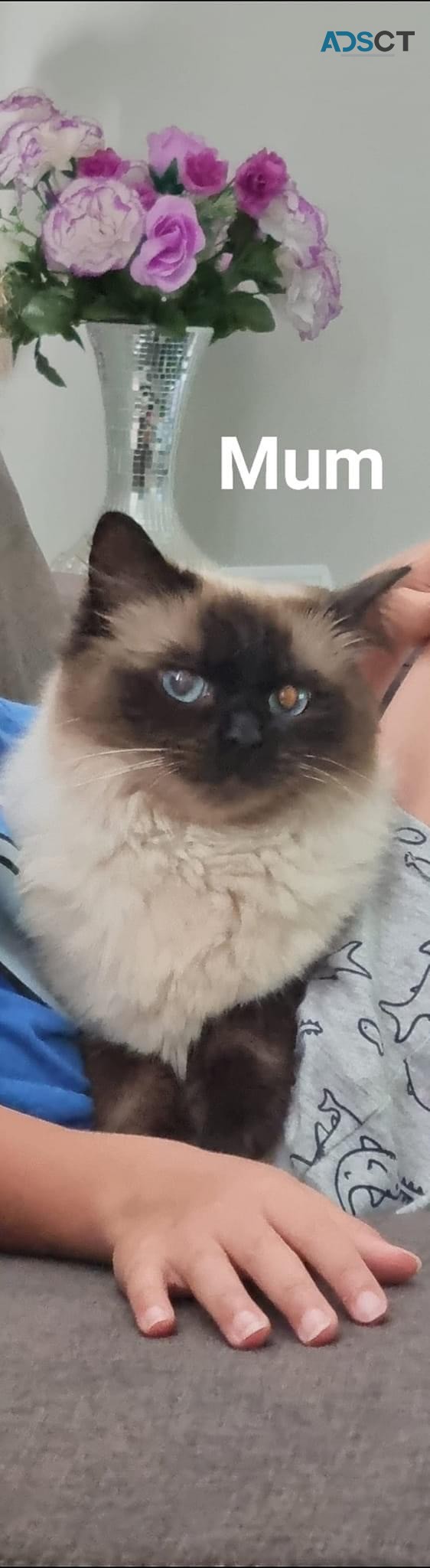 4 Ragdoll kittens for dale