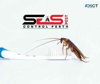 Cockroach Control Perth