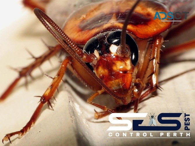 Cockroach Control Perth