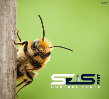 Bee and Wasp Removal Perth