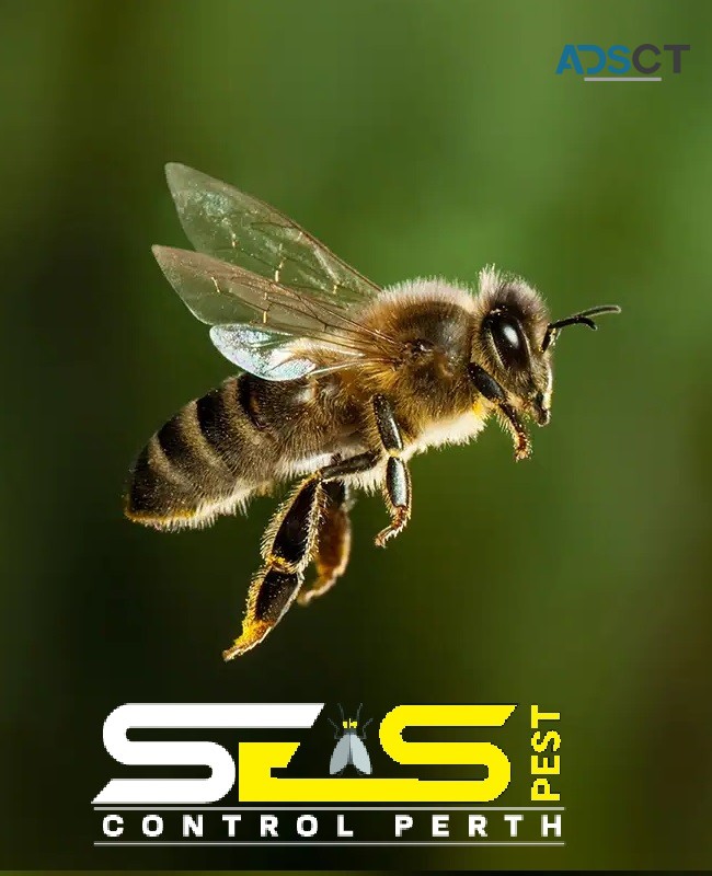 Bee and Wasp Removal Perth