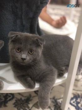 British shorthaired kittens for sale 