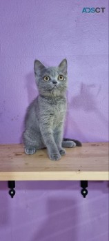 British shorthaired kittens for sale 