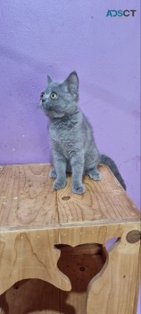 British shorthaired kittens for sale 