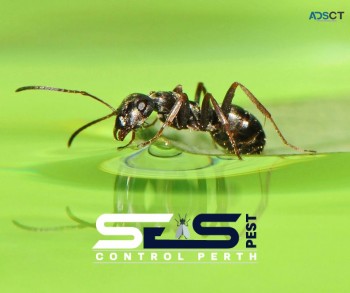 Ant Control Perth