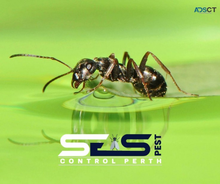 Ant Control Perth