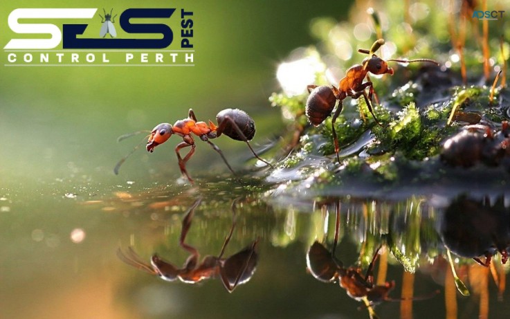 Ant Control Perth