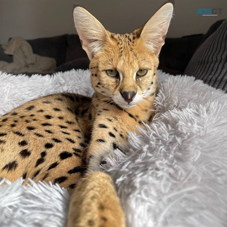 F1 Savannah cat