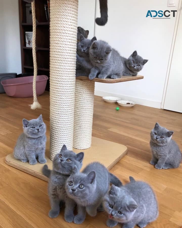 British Shorthair kittens 