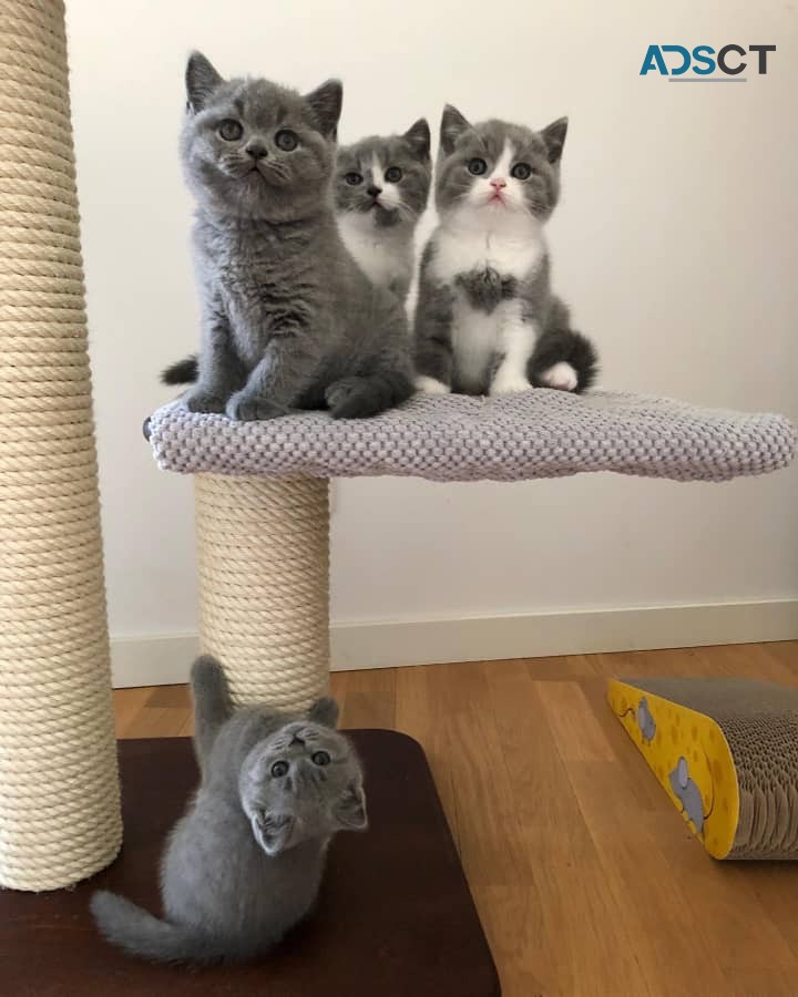 British Shorthair kittens 