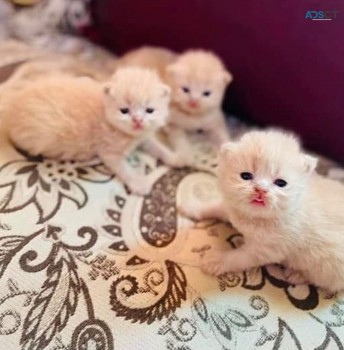 Adorable Persian Chinchillas