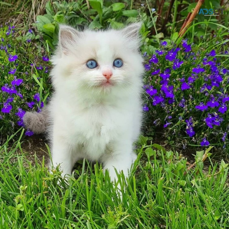 Rag doll kittens from health tested pare