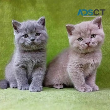 Golden scottish fold, scottish straight