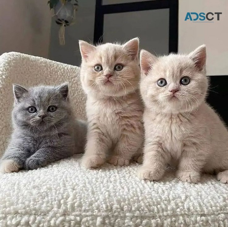 Golden scottish fold, scottish straight