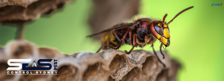 Bee Control Sydney