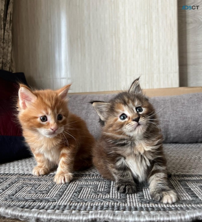  Maine Coon Kittens for sale