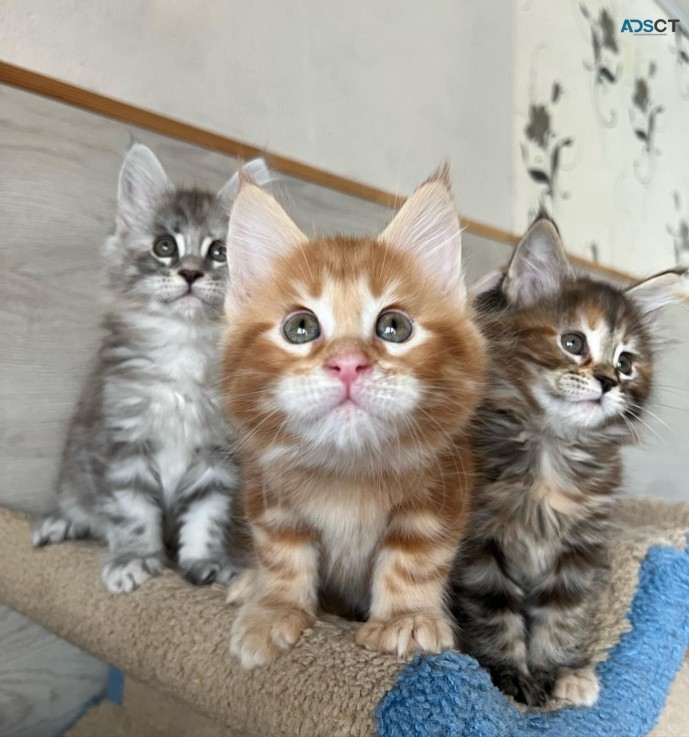 Maine Coon Kittens for sale