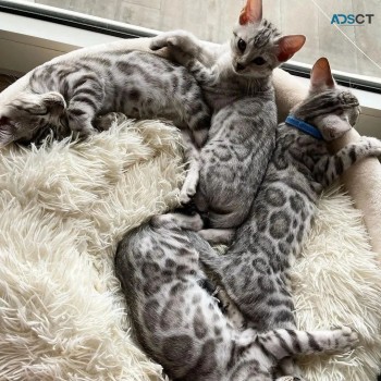 Sweet Siblings Bengal Kitten