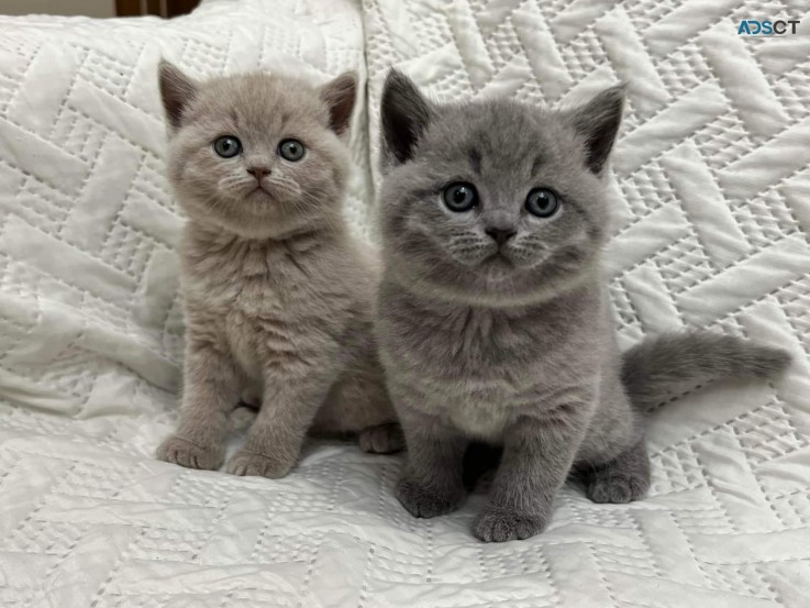 British Shorthair Kittens ready for sale