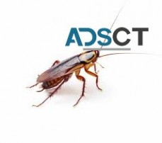 Cockroach Pest Control Brisbane