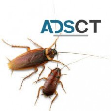 Cockroach Pest Control Brisbane