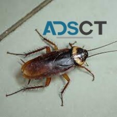 Cockroach Pest Control Brisbane