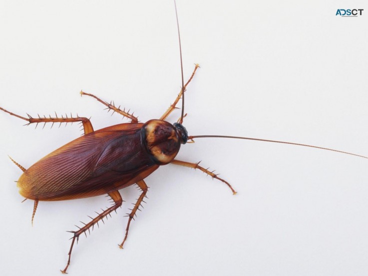 Cockroach Pest Control Brisbane