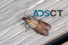 Moth Control Sydney