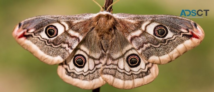 Moth Control Sydney