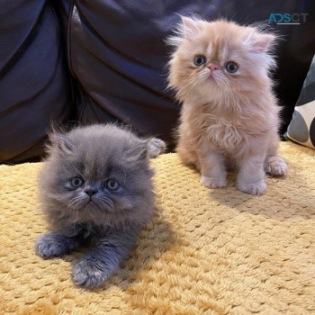  Persian Kittens For Sale