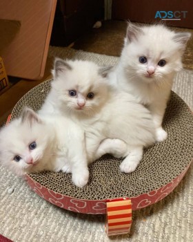 Beautiful British shorthair female