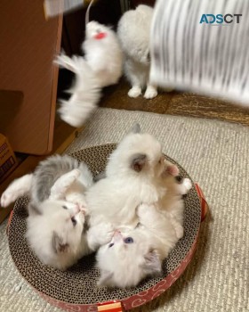 Beautiful British shorthair female