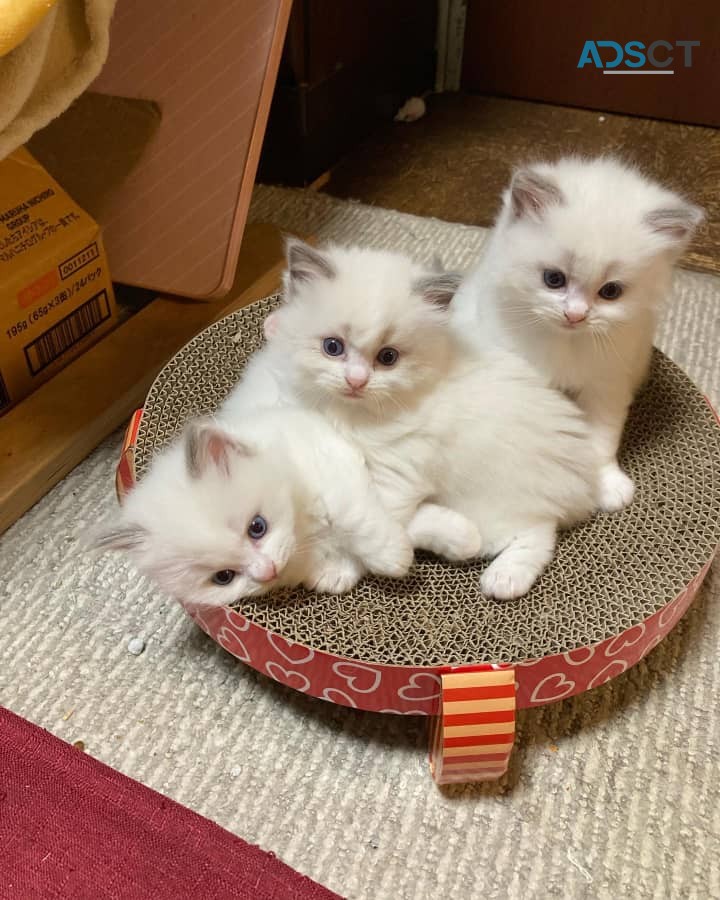 Beautiful British shorthair female