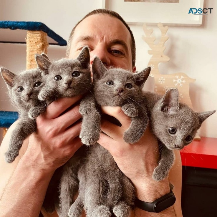 Full Pedigree Russian Blue