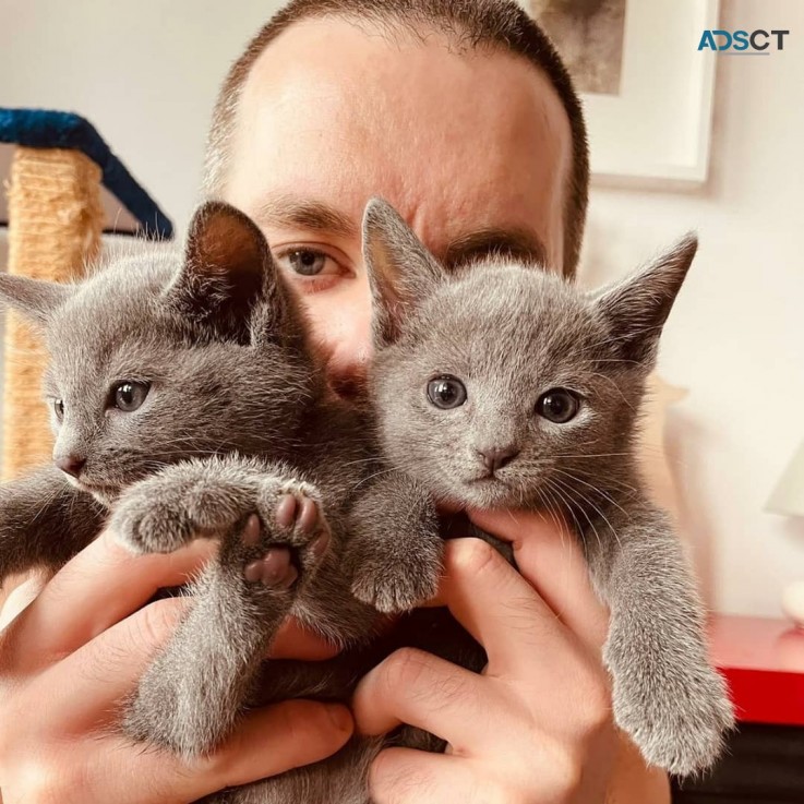 Full Pedigree Russian Blue