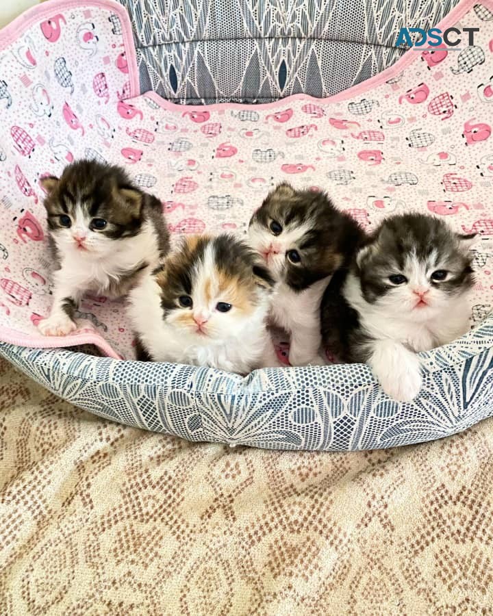 Scottish fold/straight kitties