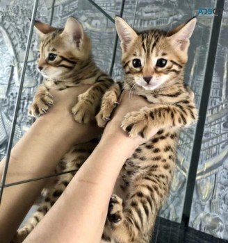 savannah kittens Tica registered