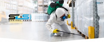 Flea Pest Control Perth