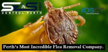 Flea Pest Control Perth