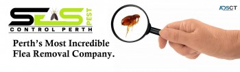 Flea Pest Control Perth