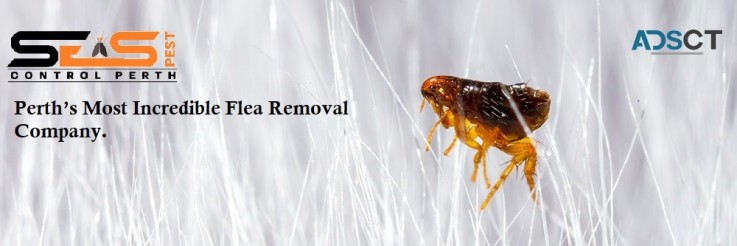 Flea Pest Control Perth