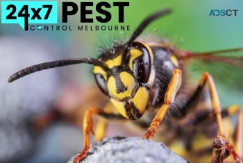 Wasp Removal Melbourne