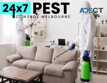 Wasp Removal Melbourne