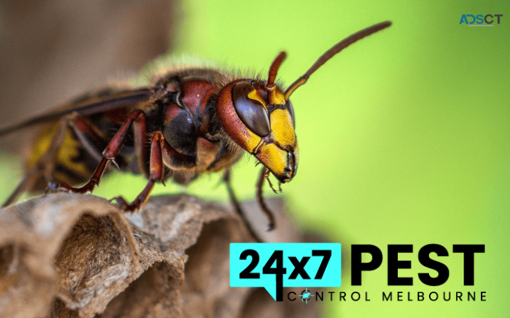 Wasp Removal Melbourne